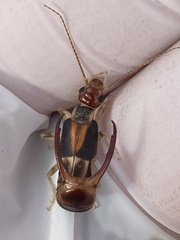 Labidura truncata