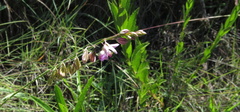 Polygala hottentotta