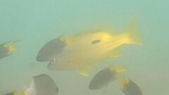 Lutjanus fulviflamma