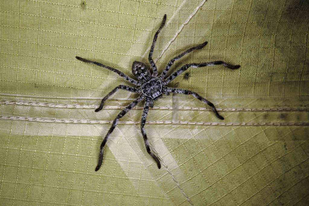 Eastern Banded Huntsman from Bollon QLD 4488, Australia on October 29 ...