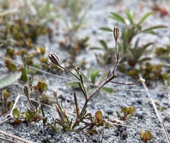 Gypsophila australis