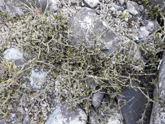 Coprosma brunnea