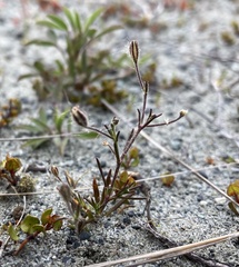 Gypsophila australis