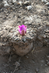 Ariocarpus kotschoubeyanus