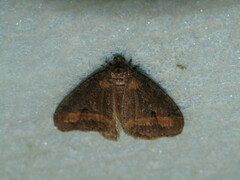 Erannis declinans