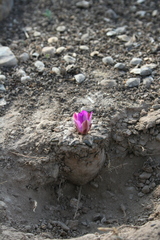 Ariocarpus kotschoubeyanus