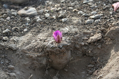 Ariocarpus kotschoubeyanus