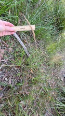 Dichelachne micrantha