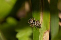 Maratus