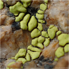 Acarosporaceae
