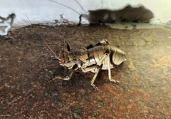 Enyaliopsis