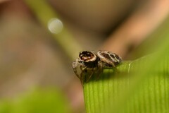 Maratus