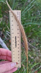 Dichelachne micrantha