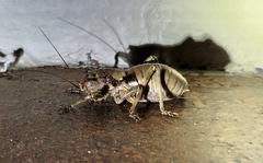 Enyaliopsis