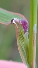 Dichelachne micrantha