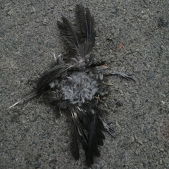 Corythaixoides concolor