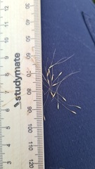 Dichelachne micrantha