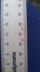 Dichelachne micrantha