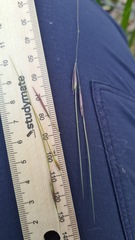 Austrostipa pubescens