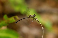 Nannophlebia eludens