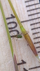 Austrostipa pubescens