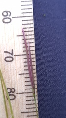 Austrostipa pubescens
