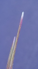 Austrostipa pubescens