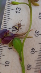 Araneus albotriangulus