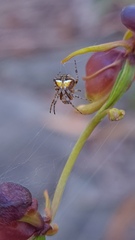 Araneus albotriangulus