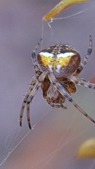 Araneus albotriangulus
