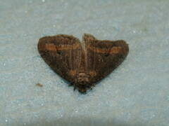 Erannis declinans