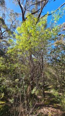 Hakea salicifolia