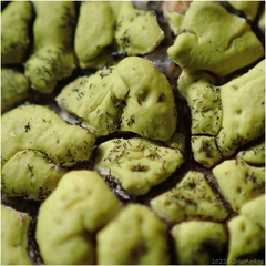 Acarosporaceae