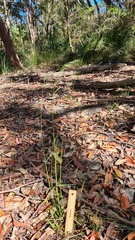 Austrostipa rudis