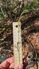 Austrostipa rudis