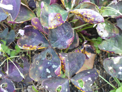 Puccinia oxalidis