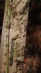 Austrostipa rudis