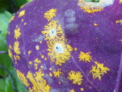 Puccinia oxalidis