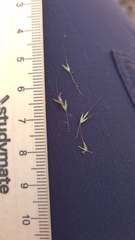 Austrostipa rudis