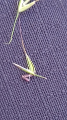 Austrostipa rudis