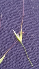 Austrostipa rudis