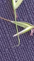 Austrostipa rudis