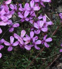 Tetratheca bauerifolia