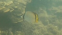 Chaetodon vagabundus