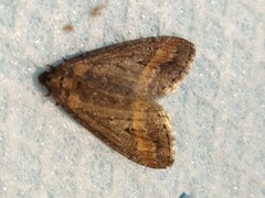 Erannis declinans
