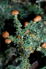 Stereocaulon