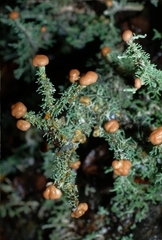 Stereocaulon