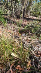 Caesia parviflora vittata