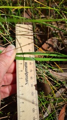 Caesia parviflora vittata