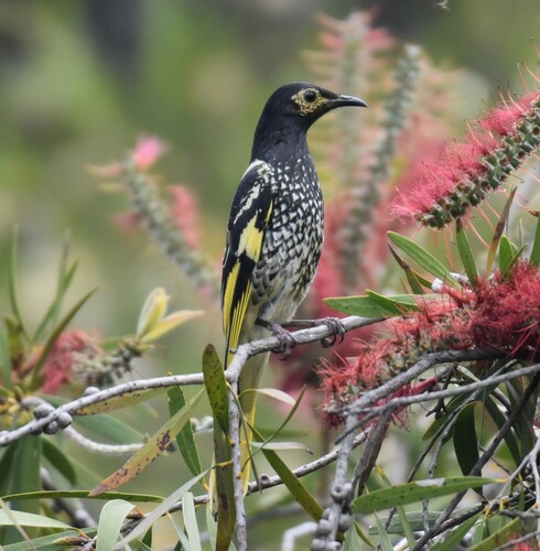 Regent Honeyeater (Anthochaera phrygia) · iNaturalist